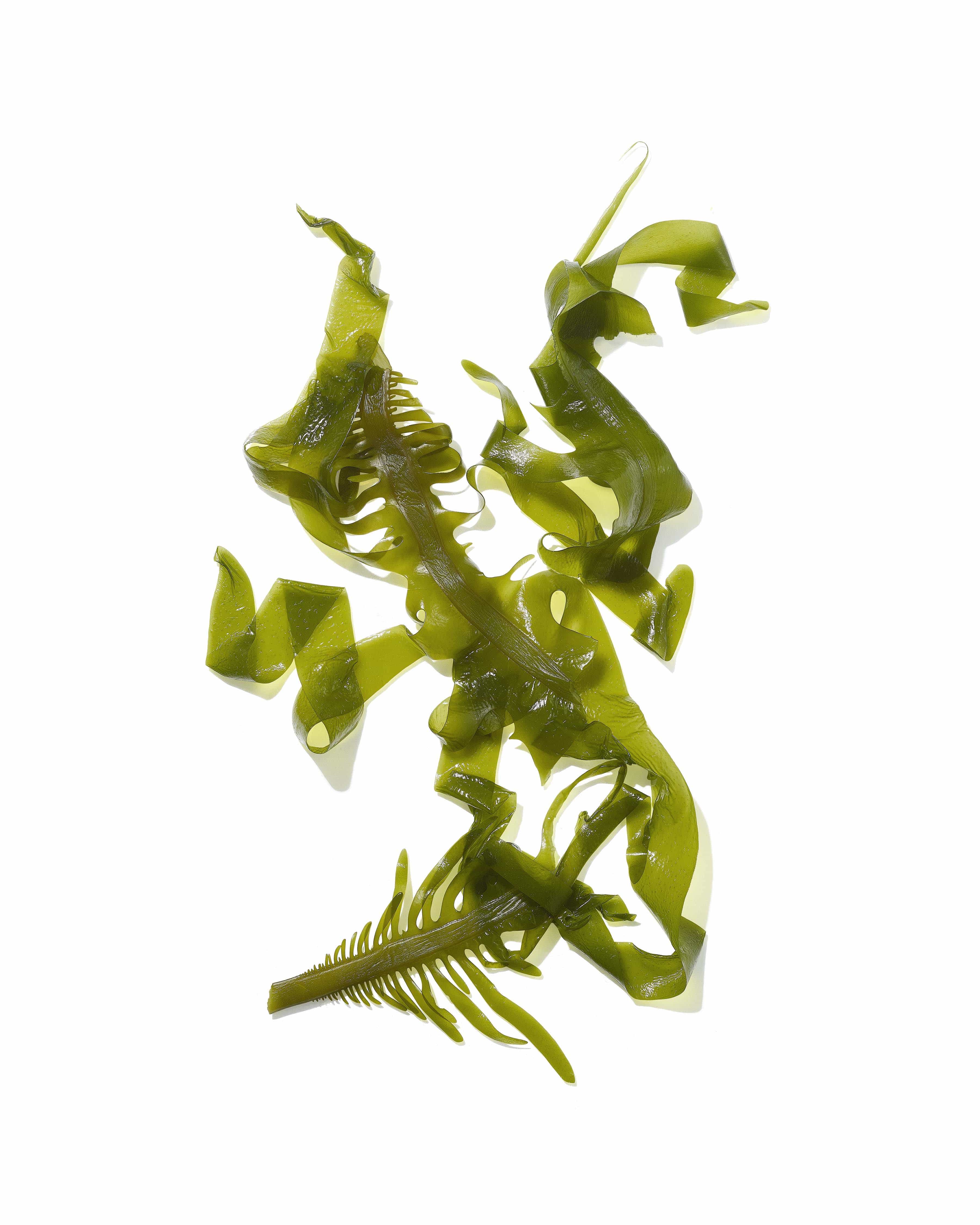 MASAMi Sea Kelp Ingredient