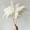 20 Stems Dried Pampas-Grass Total Length 21inch/55cm