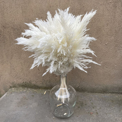 20 Stems Dried Pampas-Grass Total Length 21inch/55cm