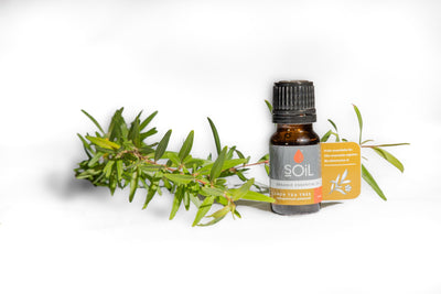 Organic Lemon Tea Tree Essential Oil (Leptospermum Petersonii) 10ml by SOiL Organic Aromatherapy and Skincare