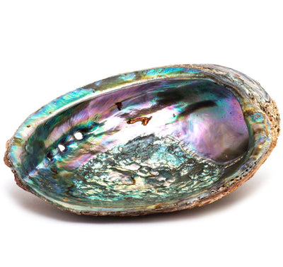 Smudge Ash Tray Burner - Abalone shell - Large 5"-6" by OMSutra
